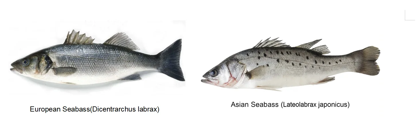 European Seabass vs Asian Seabass Differences and Market Outlook