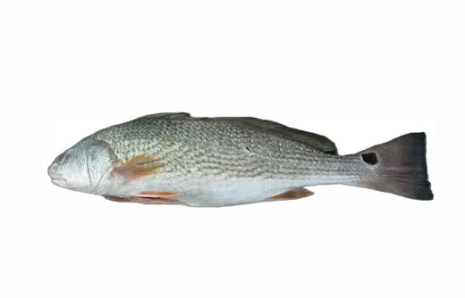 Frozen red drum fish Sciaenops ocellatus whole and filleted - view 1