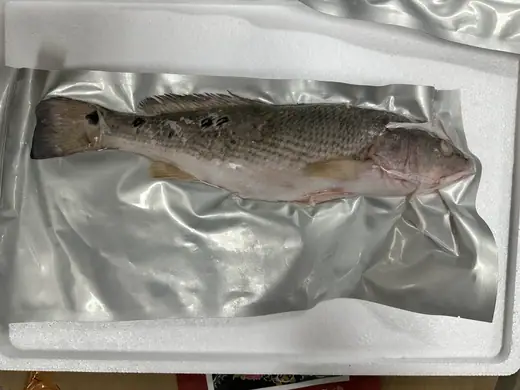 Frozen red drum fish Sciaenops ocellatus whole and filleted - view 5