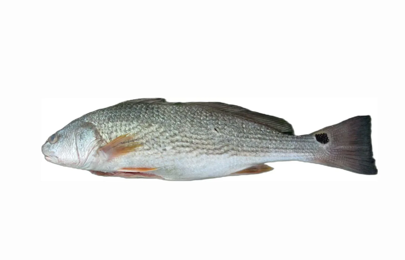 Frozen red drum fish Sciaenops ocellatus whole and filleted - view 1