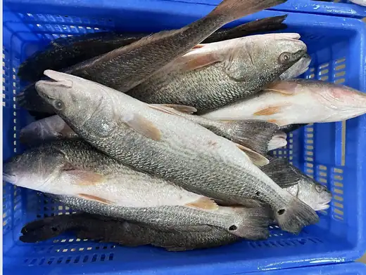Frozen red drum fish Sciaenops ocellatus whole and filleted - view 4