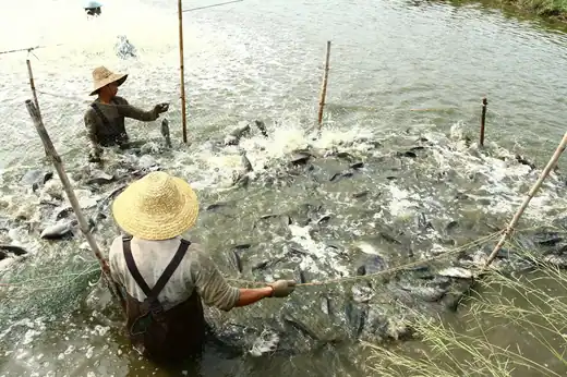 Harvest crews moving live fish from the pond to transport tanks