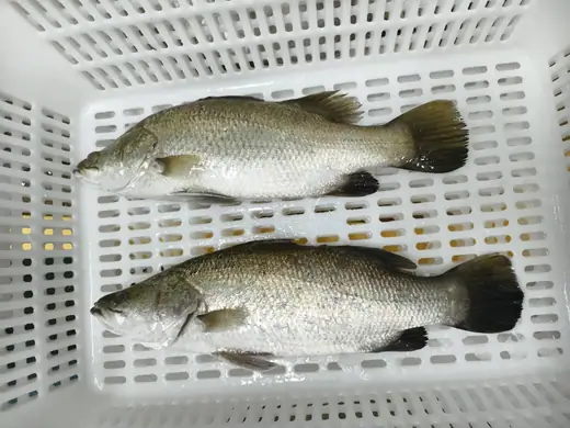 Frozen farm raised barramundi Lates calcarifer whole and filleted - view 8