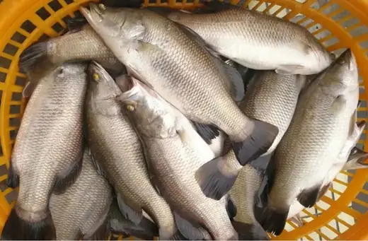 Frozen farm raised barramundi Lates calcarifer whole and filleted - view 5