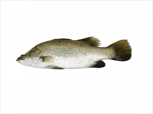 Frozen farm raised barramundi Lates calcarifer whole and filleted - view 1