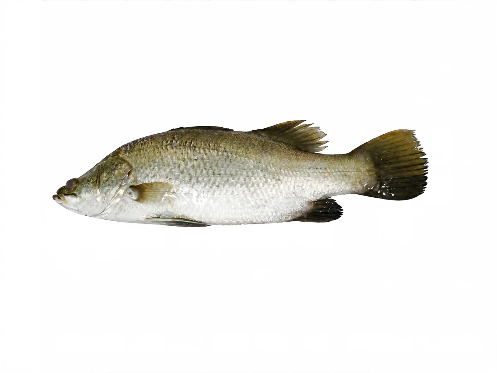 Frozen farm raised barramundi Lates calcarifer whole and filleted - view 1
