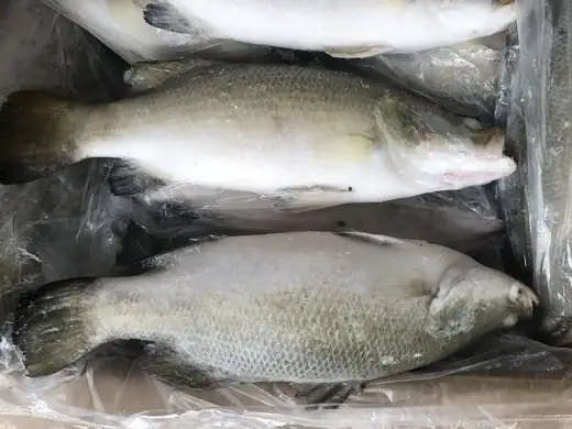 Frozen farm raised barramundi Lates calcarifer whole and filleted - view 6