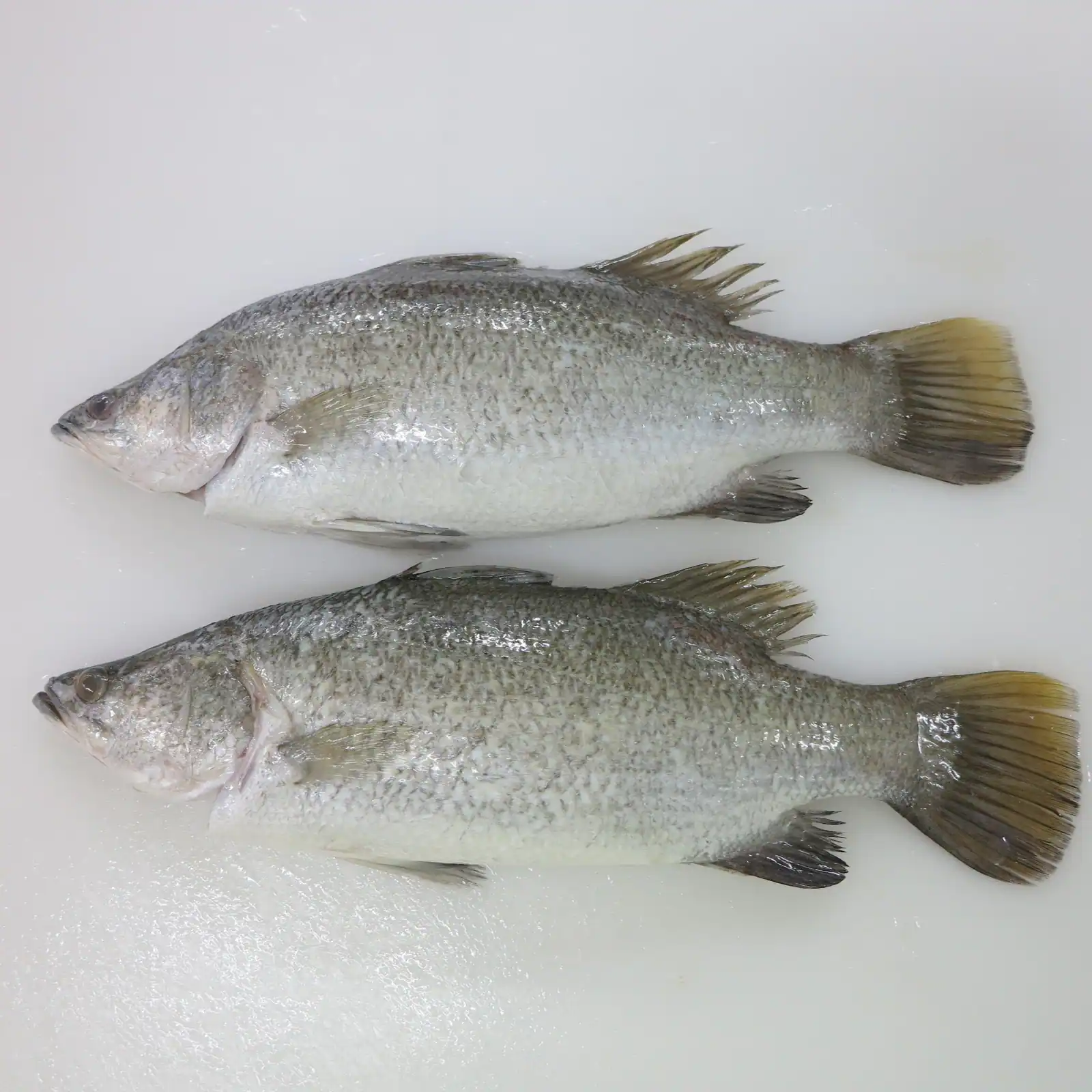 Frozen farm raised barramundi Lates calcarifer whole and filleted - view 2