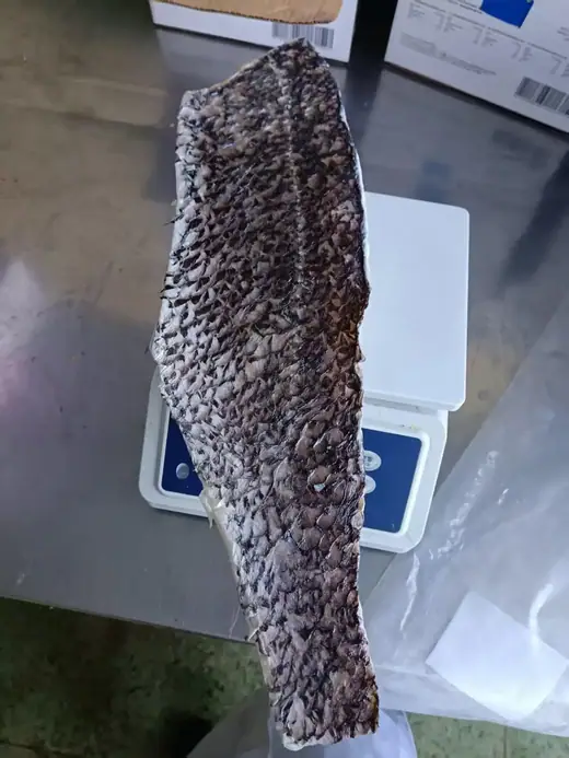 Frozen brown croaker whole fish and large format fillet - view 8
