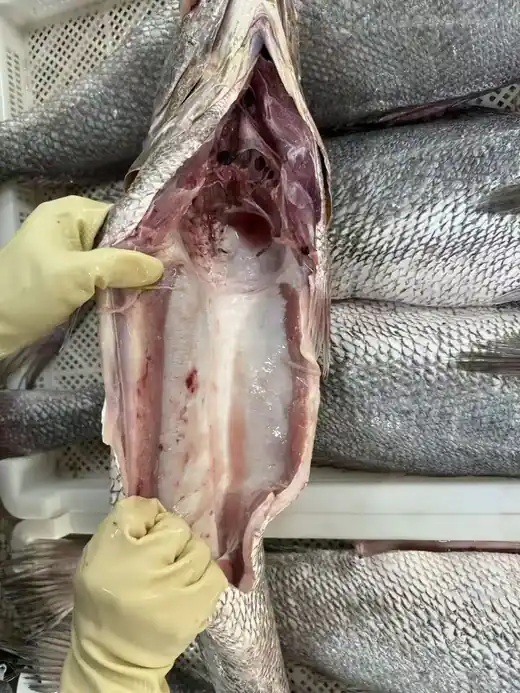 Frozen brown croaker whole fish and large format fillet - view 4