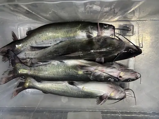 Frozen channel catfish produced at the CHF Seafood plant in Zhuhai China