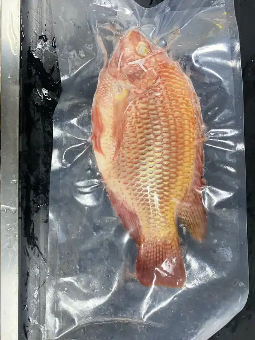 Frozen red tilapia whole round and flower cut - view 4