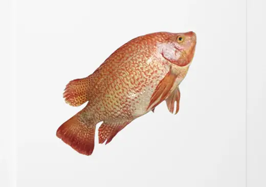 Frozen red tilapia whole round and flower cut - view 2