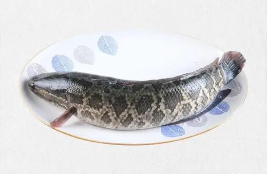 Frozen snakehead fish produced at the CHF Seafood plant in Zhuhai China