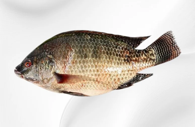 Frozen tilapia fillet and whole round from Zhuhai China - view 1