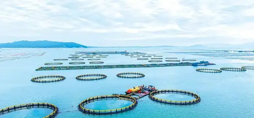 Offshore sea cages used for brown croaker and red snapper