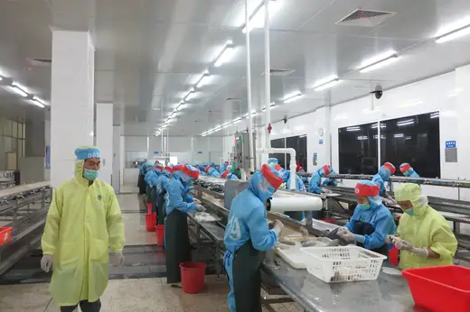 Primary processing hall where live fish are graded gutted and scaled