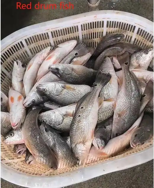Frozen red drum fish produced at the CHF Seafood plant in Zhuhai China