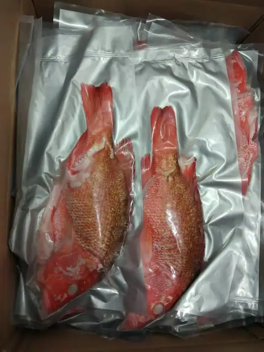 Frozen farm raised red snapper from offshore sea cages - view 5