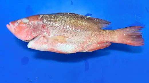 Frozen farm raised red snapper from offshore sea cages - view 4