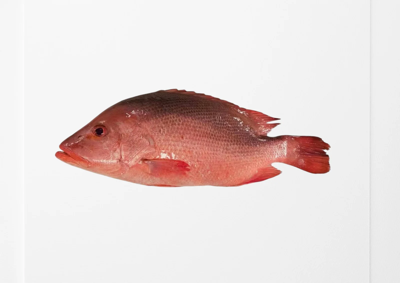 Frozen farm raised red snapper from offshore sea cages - view 1