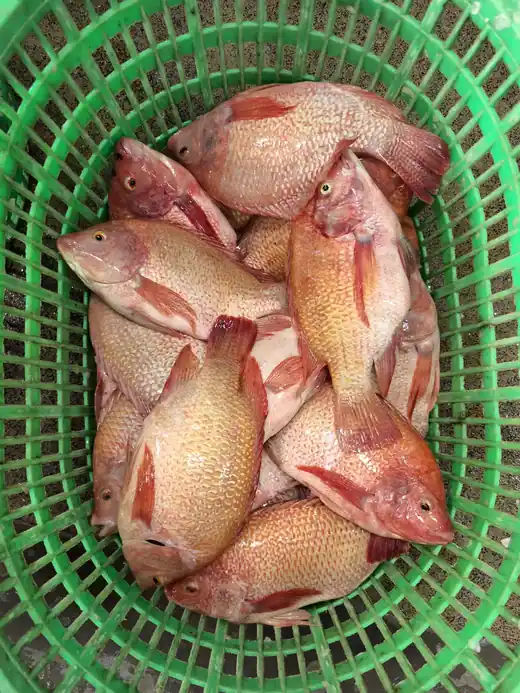 Frozen red tilapia produced at the CHF Seafood plant in Zhuhai China