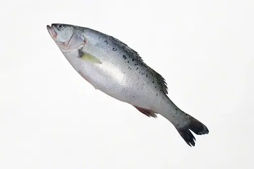 Frozen farm raised seabass Lateolabrax japonicus from Zhuhai China - view 1