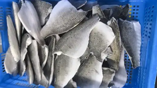 Frozen farm raised seabass Lateolabrax japonicus from Zhuhai China - view 4