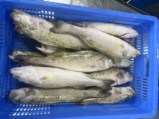 Frozen farm raised seabass Lateolabrax japonicus from Zhuhai China - view 8