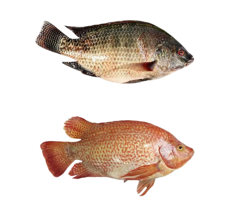 Frozen tilapia produced at the CHF Seafood plant in Zhuhai China