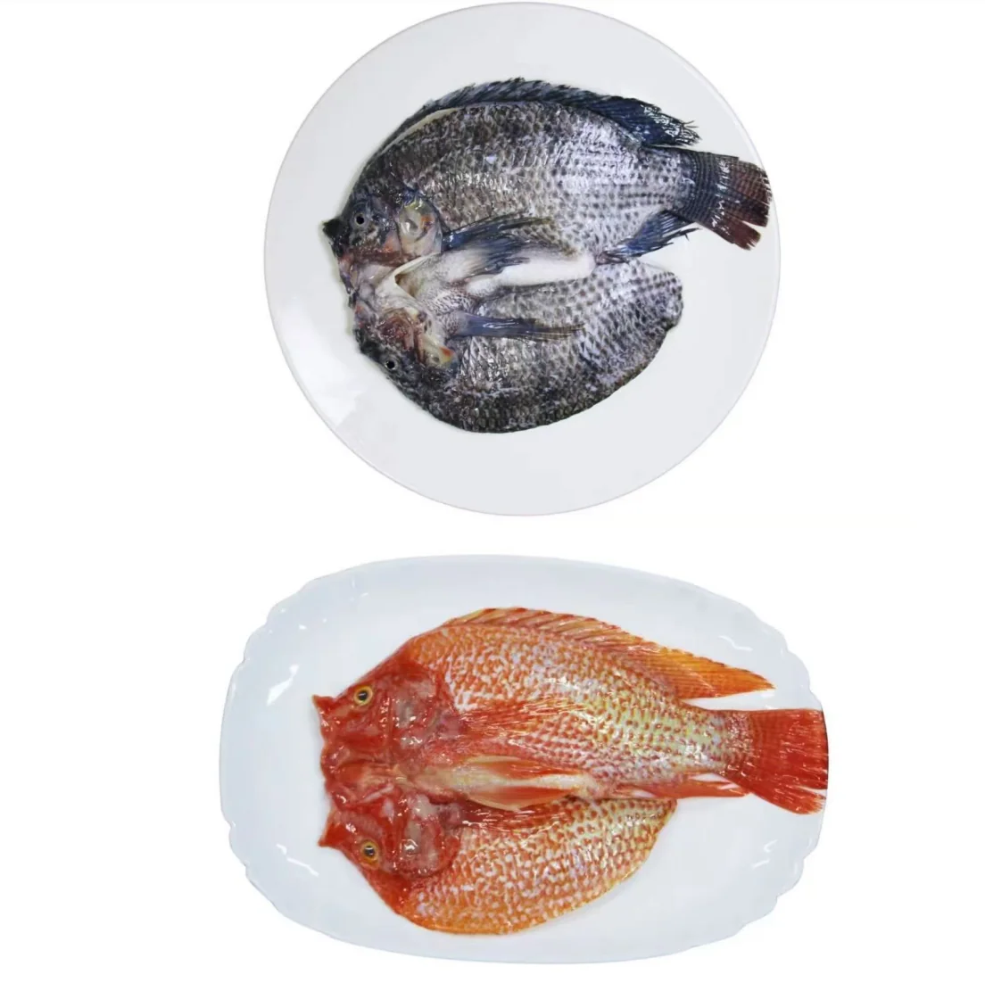 What Is Red Tilapia Characteristics Growth and Processing