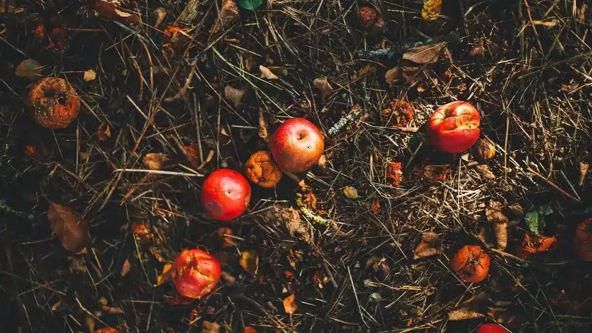 Grocery Stores composting application