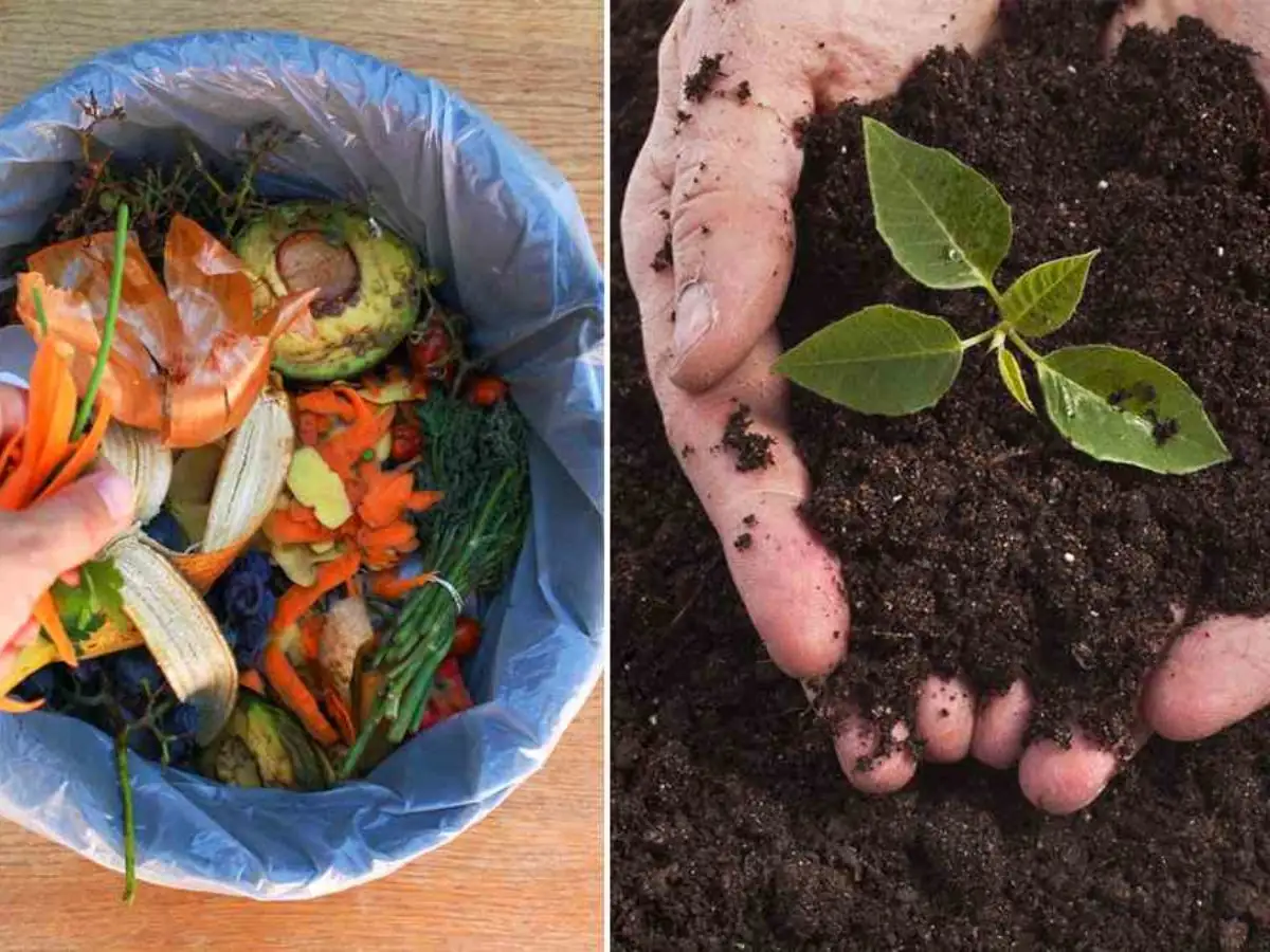 Impact of Organic Composting on Soil Health and Ecosystem Diversity