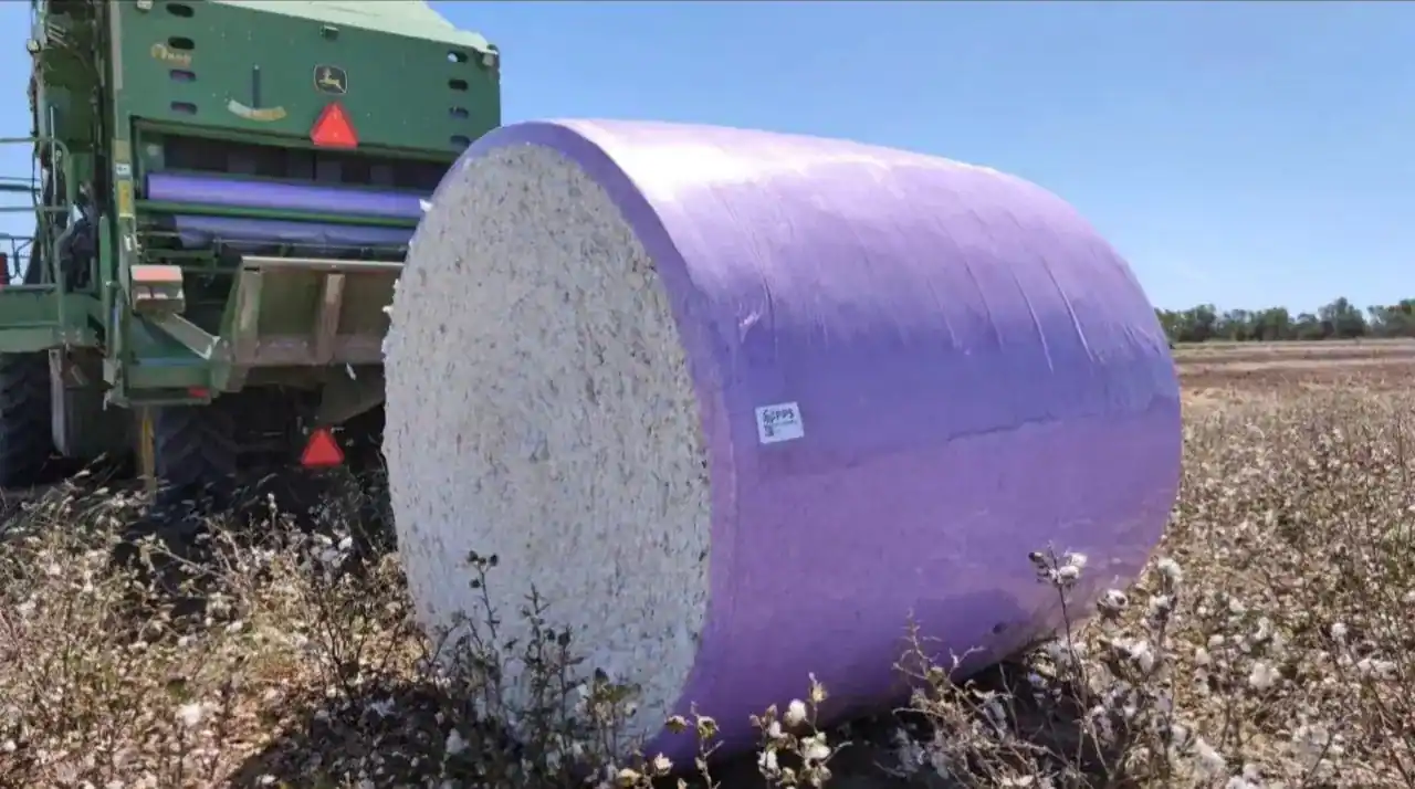 Cotton picker unloading a purple wrapped round module in the field