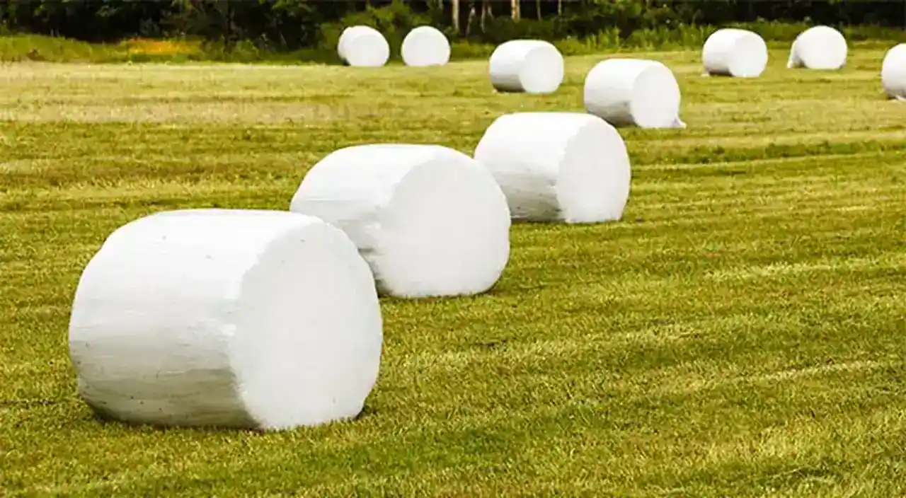 Round silage bales wrapped in white film lying in a mown grass field