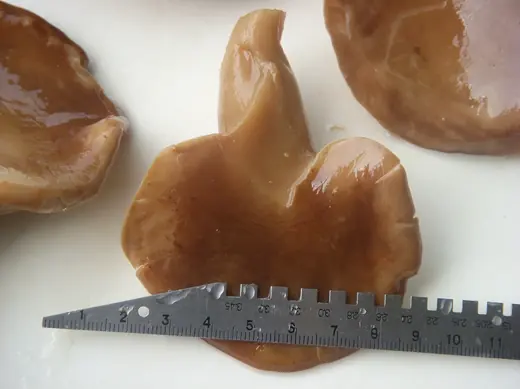 Fresh brown oyster mushrooms on a white surface with a metal ruler placed in front to show size