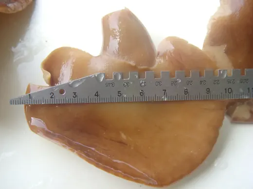 Fresh brown mushroom cap lying on a white surface with a metal ruler measuring its width