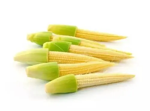 Fresh baby corn cobs with green husks arranged on a clean white background