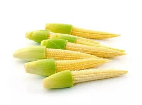 Fresh baby corn cobs with green husks arranged on a clean white background