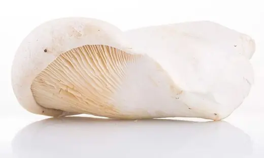 Single white king oyster mushroom lying on its side against a plain white background with a soft reflection