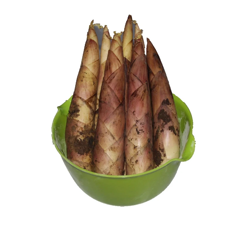Fresh bamboo shoots standing upright in a green plastic bowl on a white background