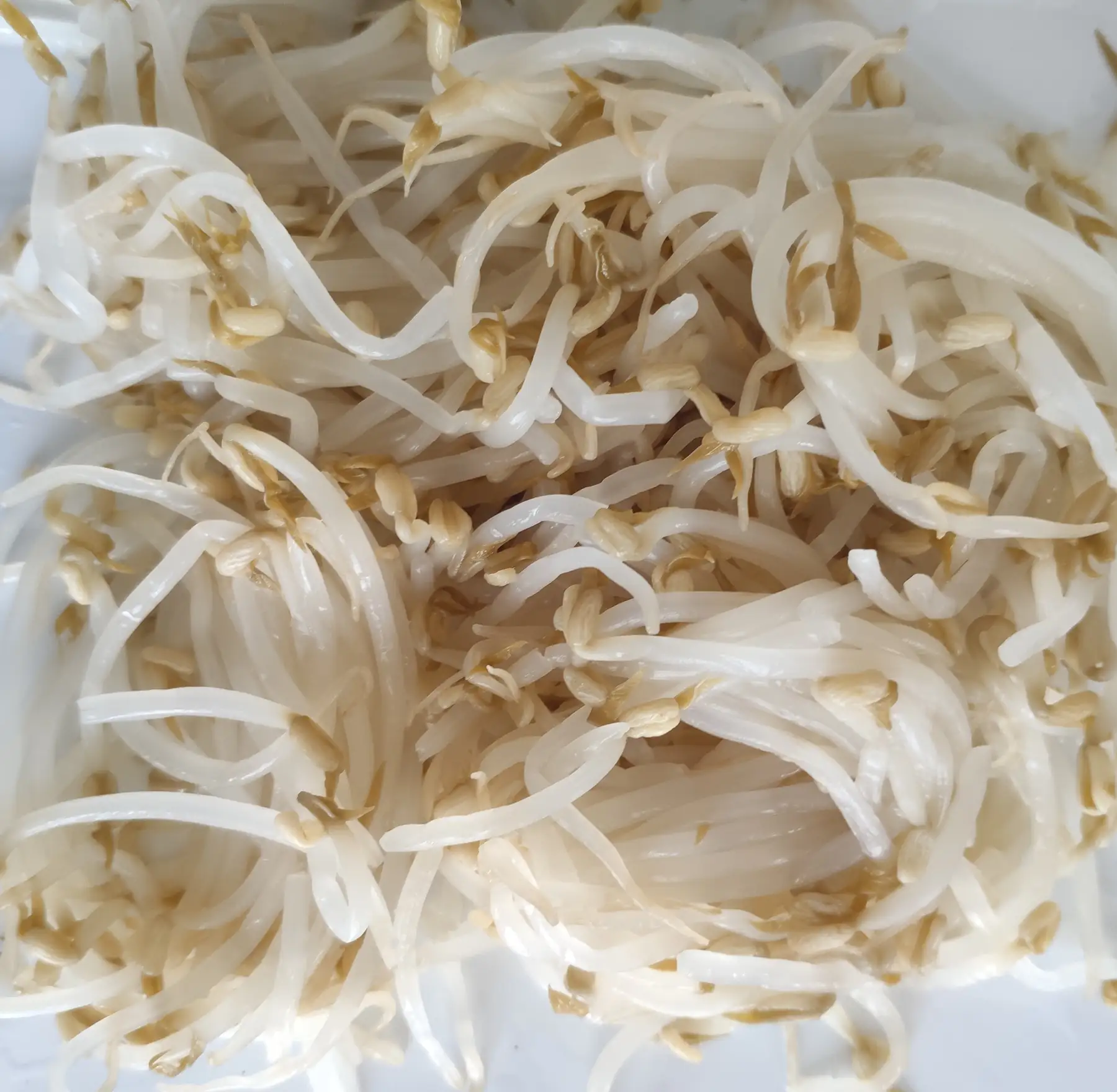 Close-up of fresh mung bean sprouts with pale white stems and yellow seed tips