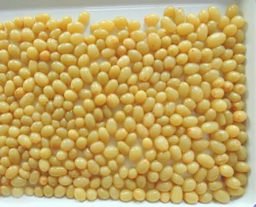 White tray filled with a dense single layer of