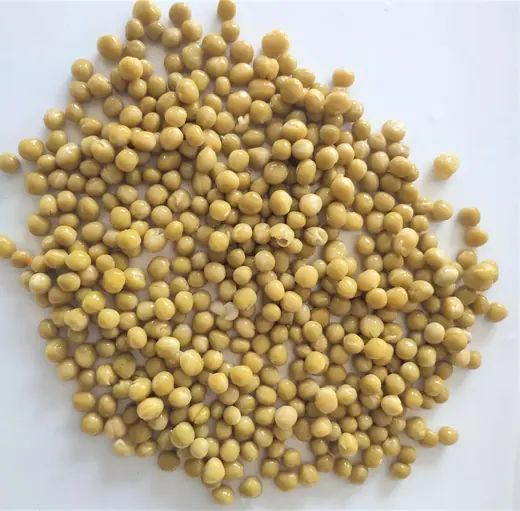 Pile of dried yellow peas scattered on a plain white background