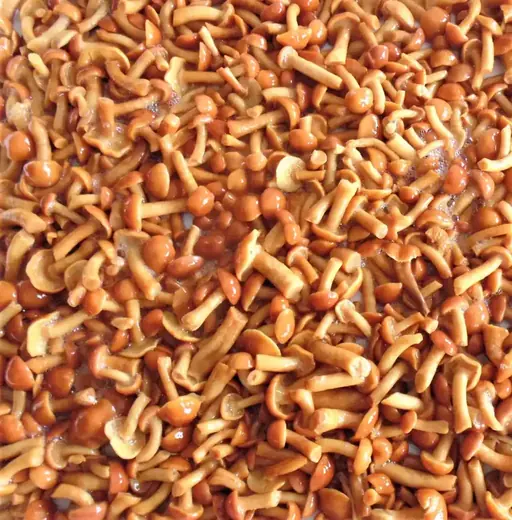 Close-up of glossy brown nameko mushrooms densely packed, filling the entire frame