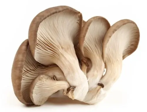 Close-up of fresh oyster mushrooms showing brown caps and white gills on a white background