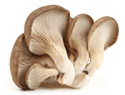Close-up of fresh oyster mushrooms showing brown caps and white gills on a white background