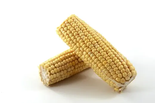 Two ears of fresh yellow corn cobs with plump kernels on a clean white background