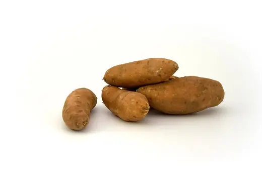 Several brown elongated sweet potatoes arranged on a plain white background