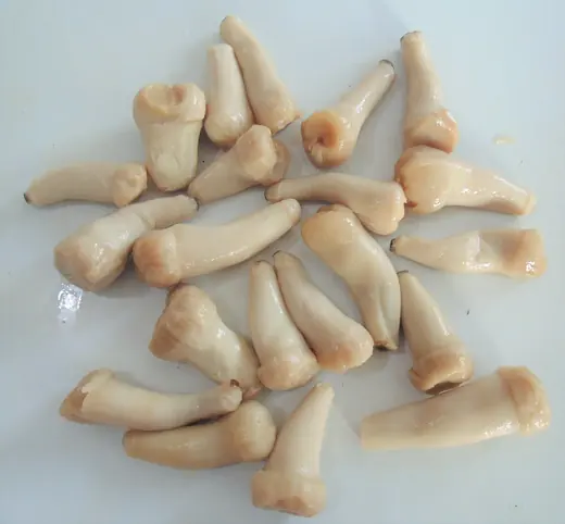 A pile of extracted human teeth with roots on a white background